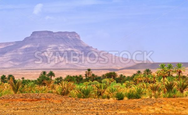 Date palms landscape in oasis in Draa Valley, Morocco - GlobePhotos - royalty free stock images