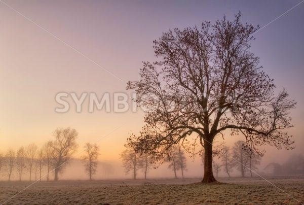 Foggy cold winter morning with tree silhouette - GlobePhotos - royalty free stock images