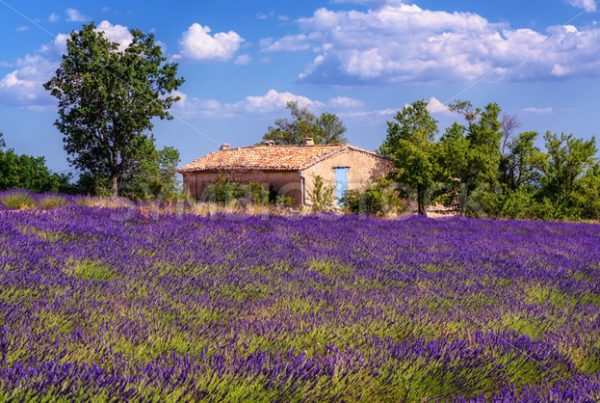 Blooming lavender field in Provence, France - GlobePhotos - royalty free stock images