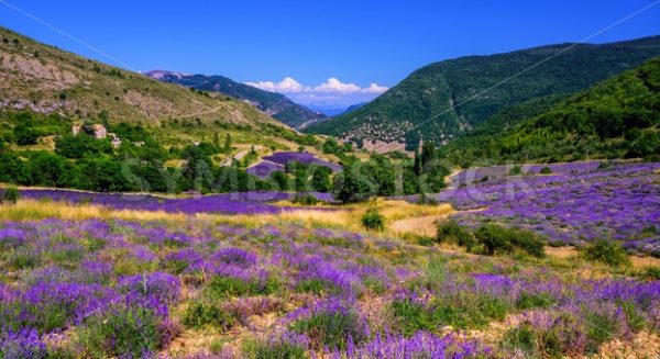 Blooming lavender fields in Provence, France - GlobePhotos - royalty free stock images