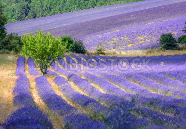 Blooming lavender fields in Provence, France - GlobePhotos - royalty free stock images