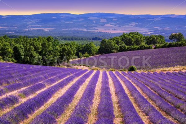 Blooming lavender fields in Provence, France - GlobePhotos - royalty free stock images