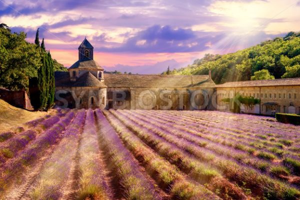 Lavender field in Senanque monastery, Provence, France - GlobePhotos - royalty free stock images