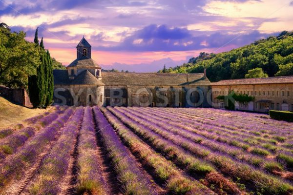 Lavender field in Senanque monastery, Provence, France - GlobePhotos - royalty free stock images