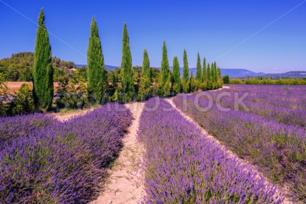 Lavender fields and cypress trees in Provence, France - GlobePhotos - royalty free stock images