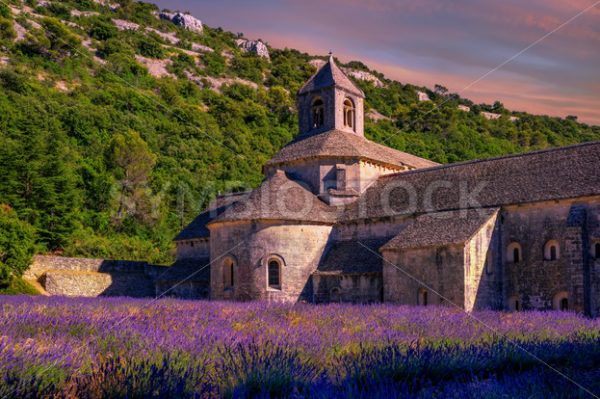 Lavender fields in Senanque monastery, Provence, France - GlobePhotos - royalty free stock images