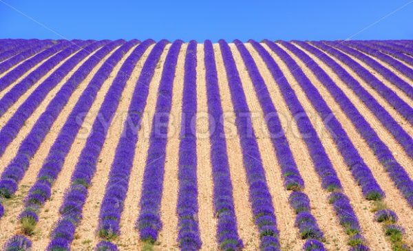 Rows of lavender flowers on a field in Provence, France - GlobePhotos - royalty free stock images