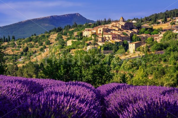 Aurel town and lavender fields in  Provence, France - GlobePhotos - royalty free stock images