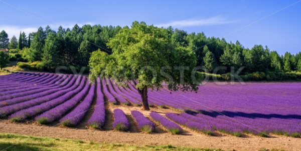 Lavender field with a tree in Provence, France - GlobePhotos - royalty free stock images