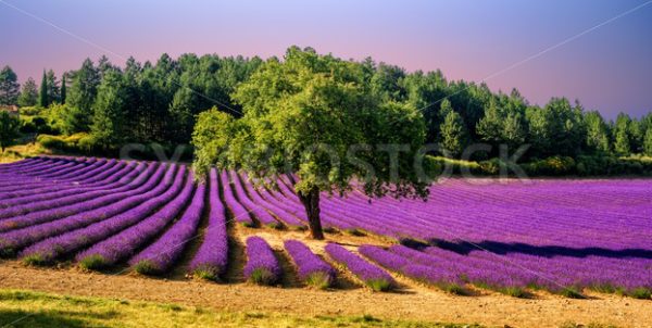Lavender field with a tree in Provence, France, on sunset - GlobePhotos ...
