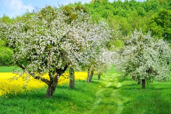 Blooming white apple tree alley and yellow canola field - GlobePhotos - royalty free stock images