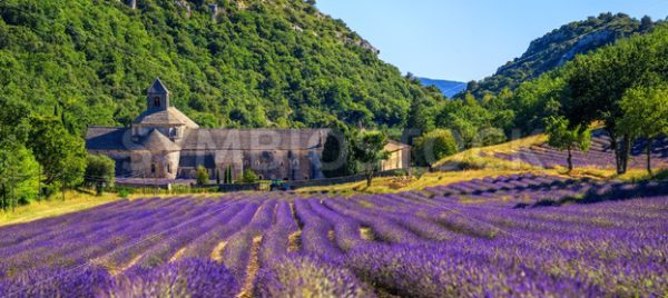 Blooming lavender field in Senanque abbey, Provence, France - GlobePhotos - royalty free stock images